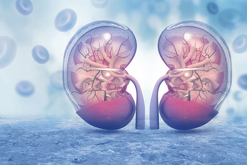 3D illustration of a pair of kidneys