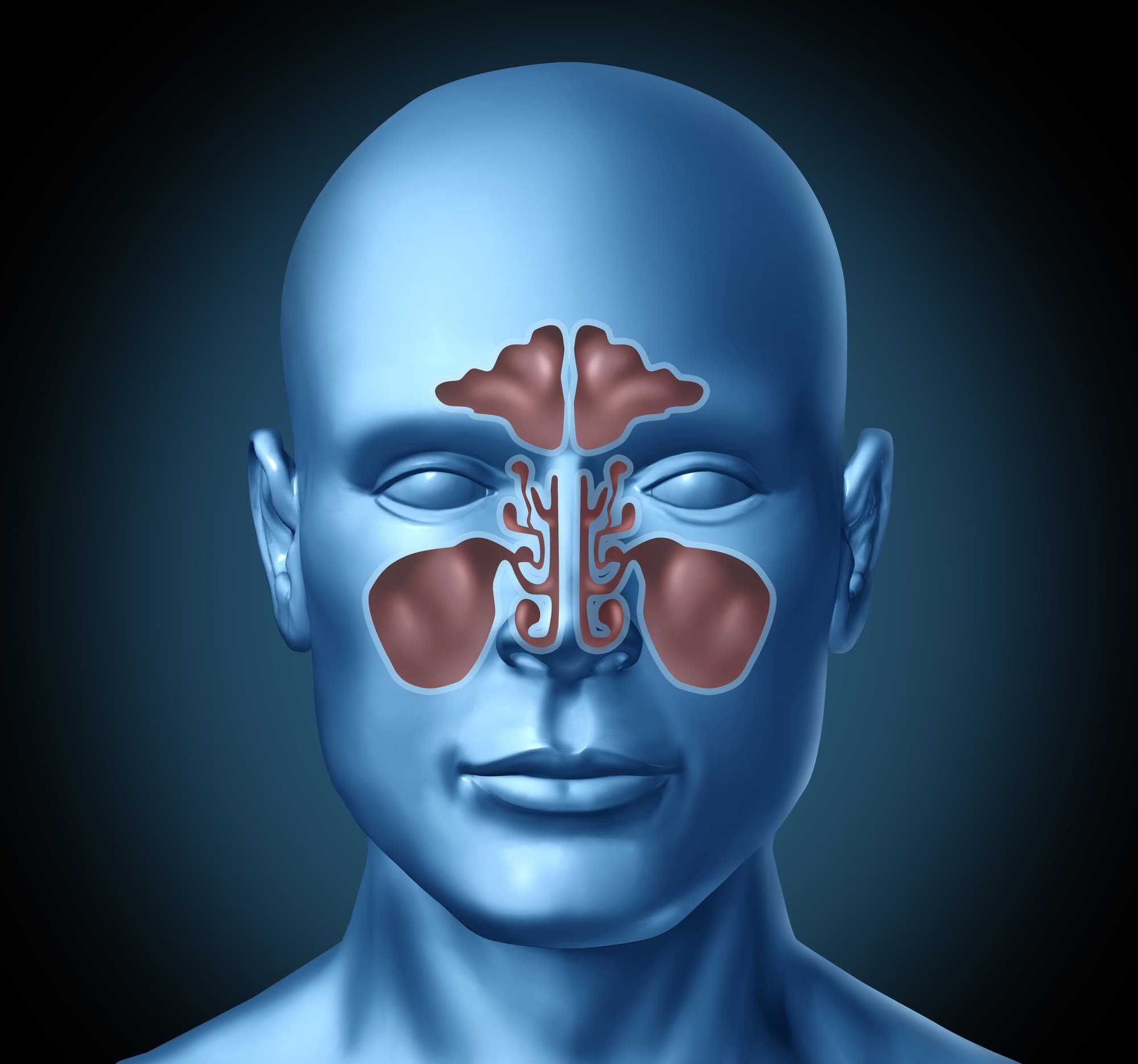 3D illustration highlighting the sinus cavities on a human head
